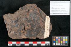 Foto (Objekt + Etikett) von Protocladus lingua Ettingshausen (NHMW-GEO-2024-0188-10330)
